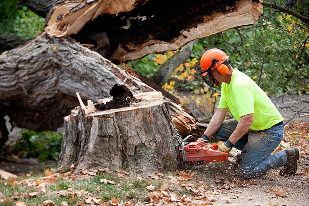 Best Stump Grinding and Removal  in Russiaville, IN